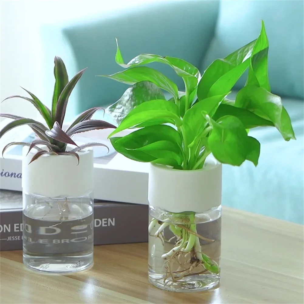 미니 수경 재배 화분 투명 무토양 식물 화병 홈데코 모 - Aloe Vera Pot 리뷰 및 가격