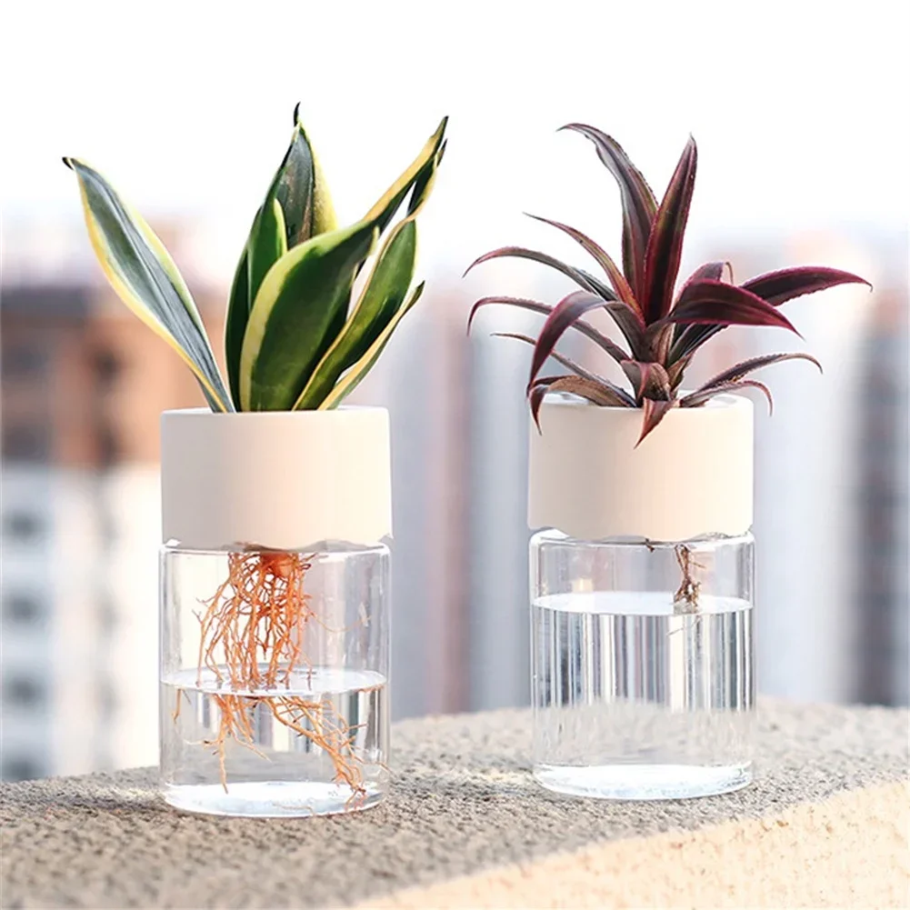 미니 수경 재배 화분 투명 무토양 식물 화병 홈데코 모 - Aloe Vera Pot 리뷰 및 가격