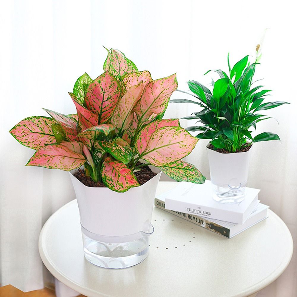투명 2겹 플라스틱 화분 자가 관수 화분 면 로프 관수 - Aloe Vera Pot 리뷰 및 가격