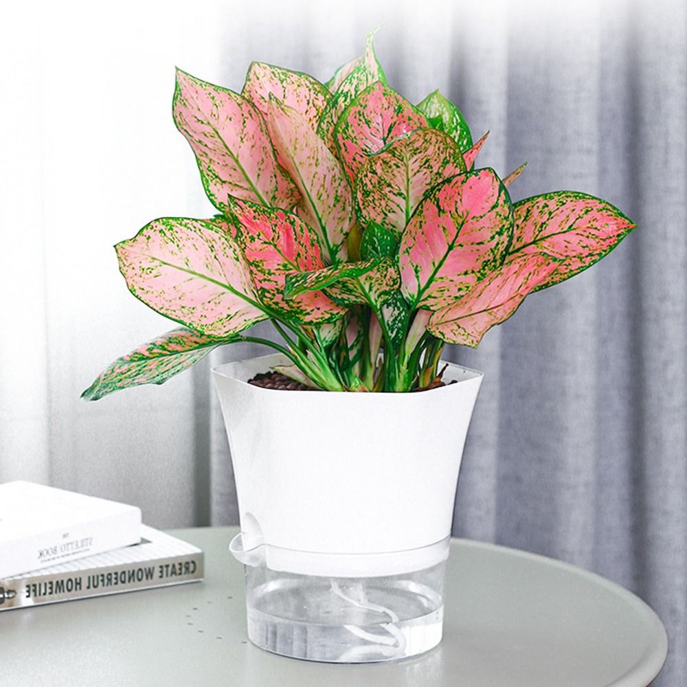 투명 2겹 플라스틱 화분 자가 관수 화분 면 로프 관수 - Aloe Vera Pot 리뷰 및 가격